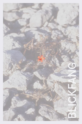 Eine Pflanze in der Steinwüste kämpft sich durch. Der Blickfang, Schmuckbild by DERBLICK Kommunikations Designk