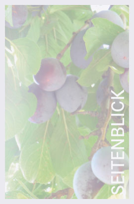 Die süβen Früchte des Erfolges. Der Seitenblick, Schmuckbild by DERBLICK Kommunikations Design